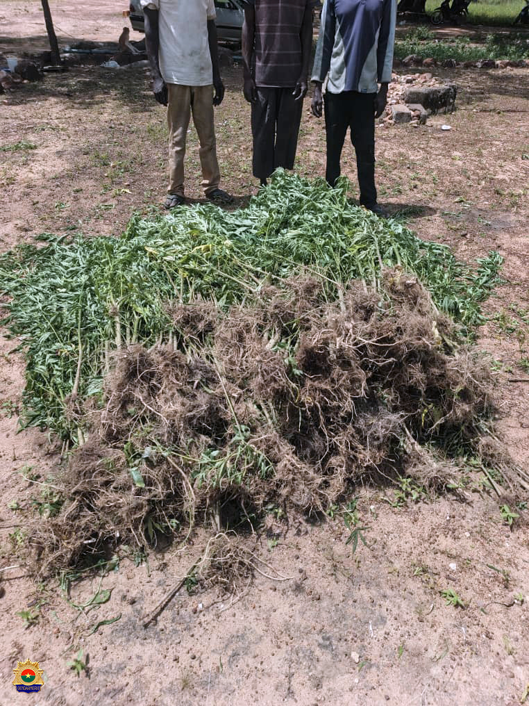 Trafic de chanvre indien : la Gendarmerie Nationale démantèle un réseau de cultivateurs et revendeurs locaux à Guiaro